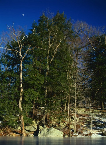 Hemlocks, Sparta Mountains, Sussex County, NJ (MF).jpg Hemlocks, Sparta Mountains, Sussex County, NJ (MF).jpg
